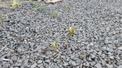 krokus 